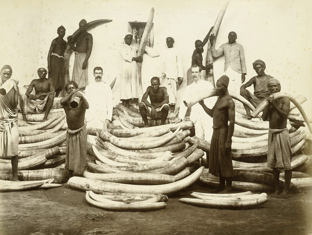 African Ivory Trade